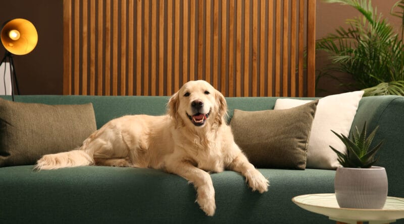 Plataforma online facilita a busca por imóveis pets