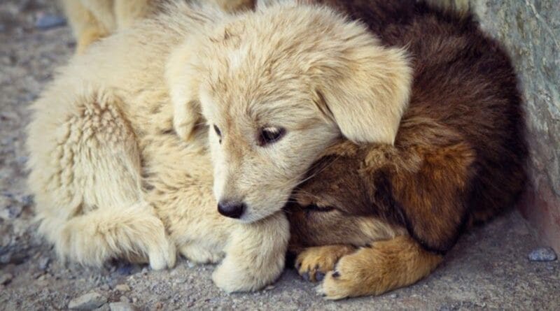 Campanha educativa visa reduzir o número de animais abandonados