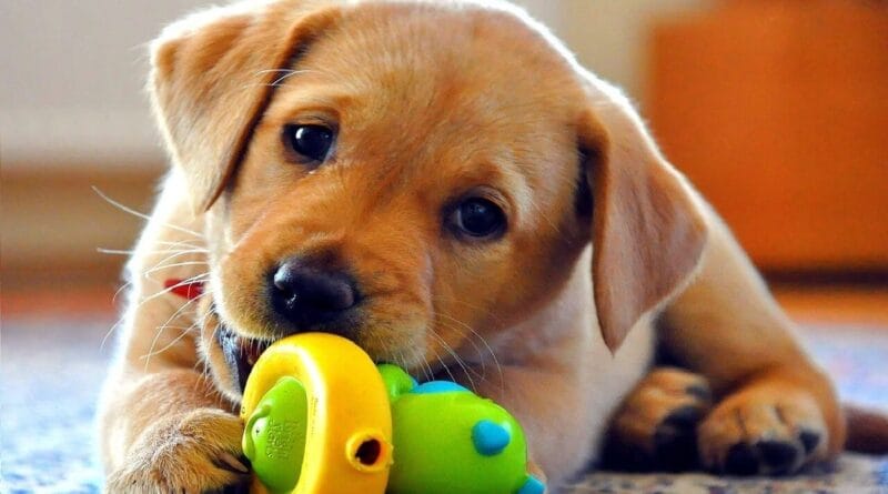 Mercado pet abre oportunidades estratégicas para novos negócios