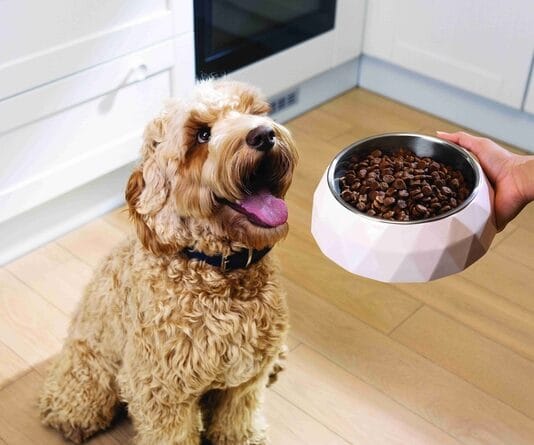 Hill's Pet Nutrition lança a linha Hill's SD Specialty para condições especiais