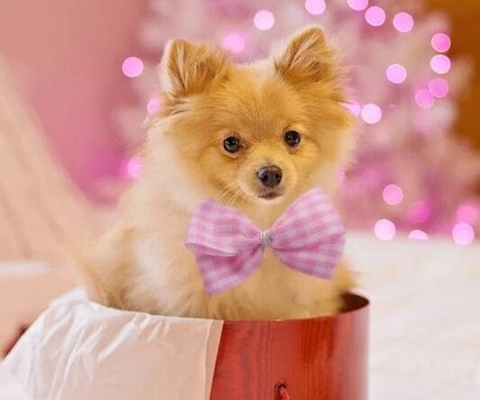 Presentear com um pet exige conscientização sobre a posse responsável