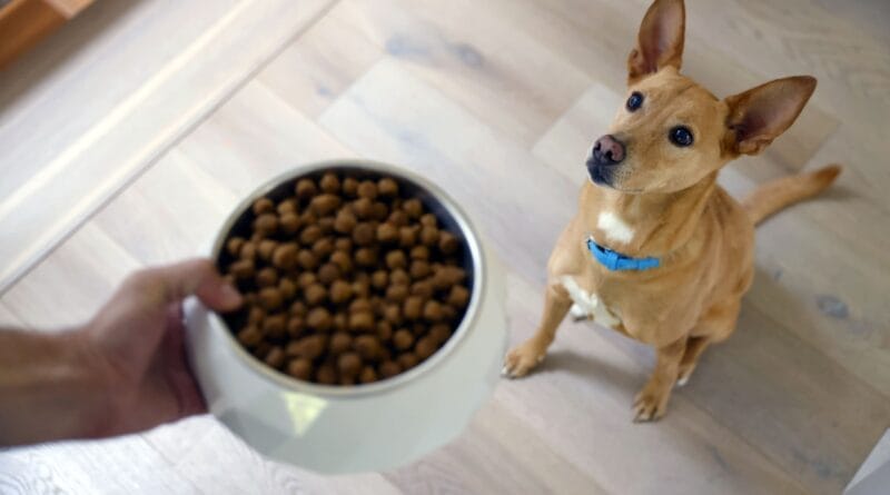 Hill's lança a Sensitive Stomach & Skin, da Specialty, com proteína sustentável