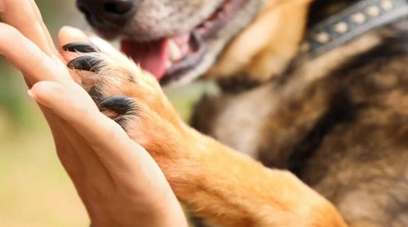 ONG Cão Sem Dono e Repelex se unem para incentivar a adoção