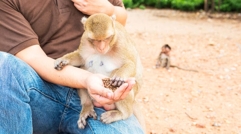 Foz ganha novo espaço de conexão com a natureza e animais