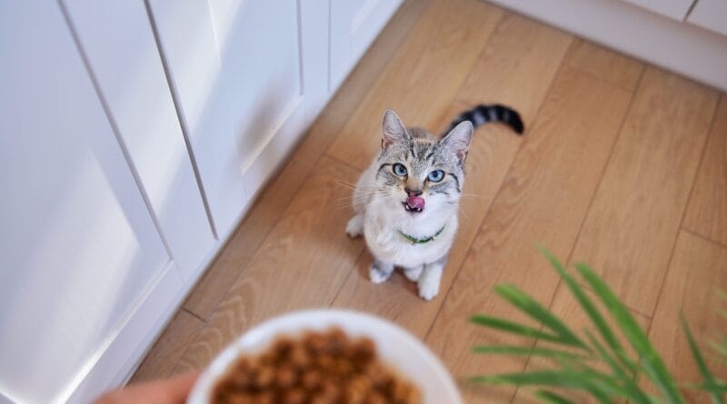 Hill's apresenta SD Cuidado Urinário e Controle de Bolas de Pelo para felinos