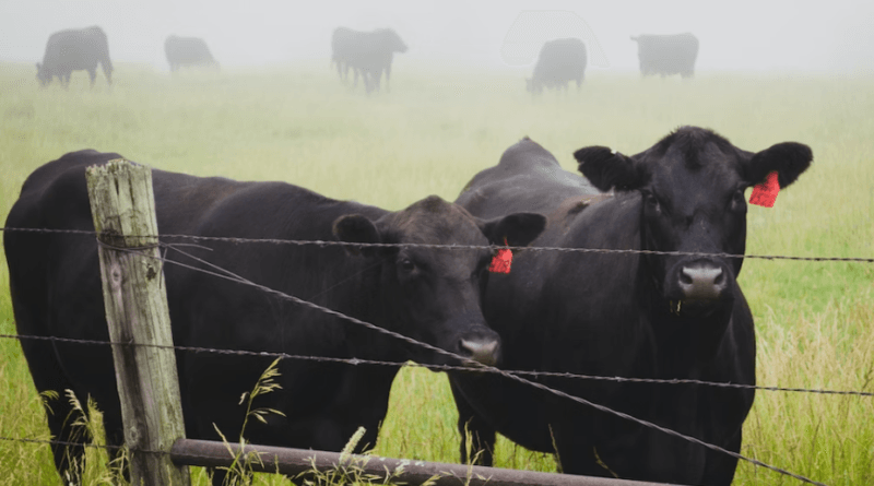 Fosfato bicálcico impulsiona produção de carne no Brasil