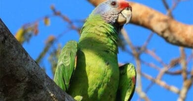 Papagaio-de-cara-roxa é definido como a ave símbolo de Itanhaém Papagaio-de-cara-roxa é definido como a ave símbolo de Itanhaém