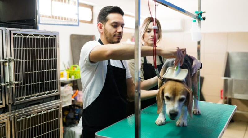 CEO lista dicas e tendências para profissionais do setor pet