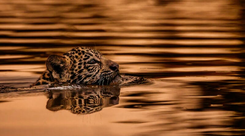 Felipe Cuoco estreia na França com série sobre o Pantanal