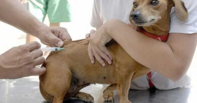 Zoonoses de Peruíbe realiza vacinação antirrábica Zoonoses de Peruíbe realiza vacinação antirrábica