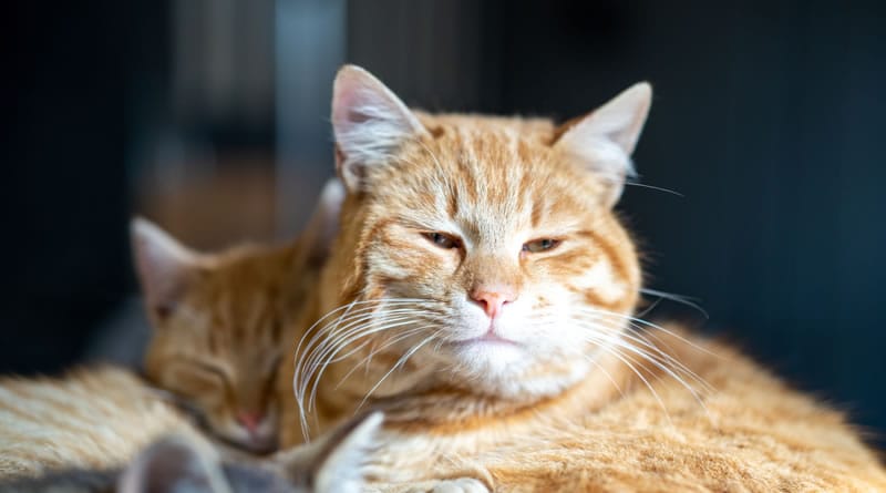 Saúde Felina Sem Mistério: campanha nacional alerta sobre os principais riscos à saúde dos gatos