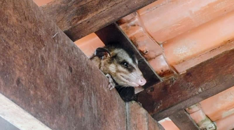 Saiba como proceder em caso de avistamento de animais silvestres em Mongaguá