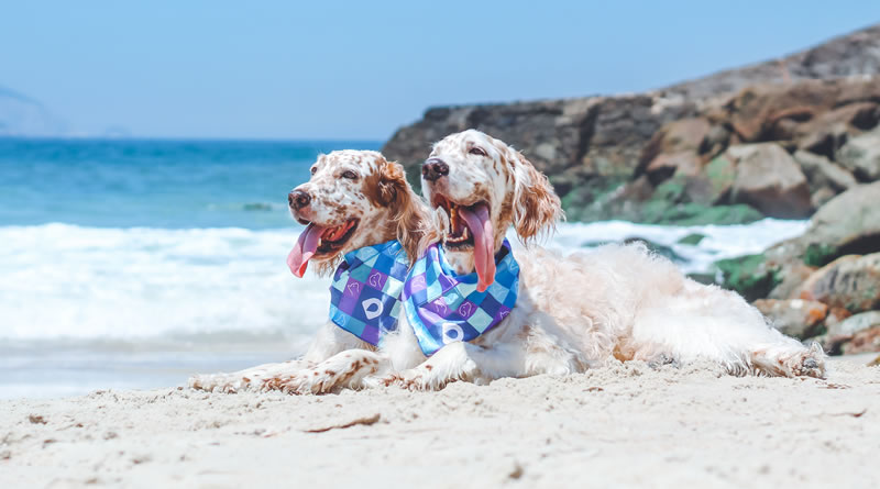 Quando o descanso vira estresse: se não planejadas, as férias podem ser um risco para cães e gatos
