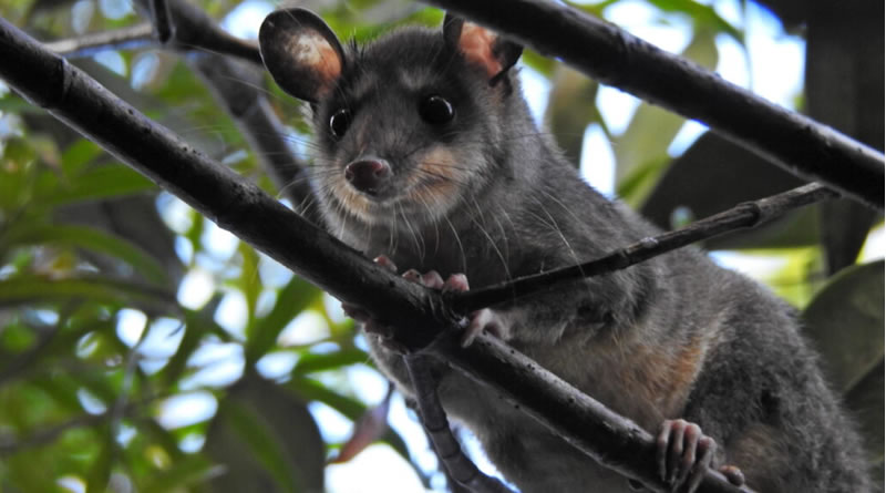 Projeto da Terceira Pista da Rodovia dos Imigrantes obtém Licença Ambiental Prévia