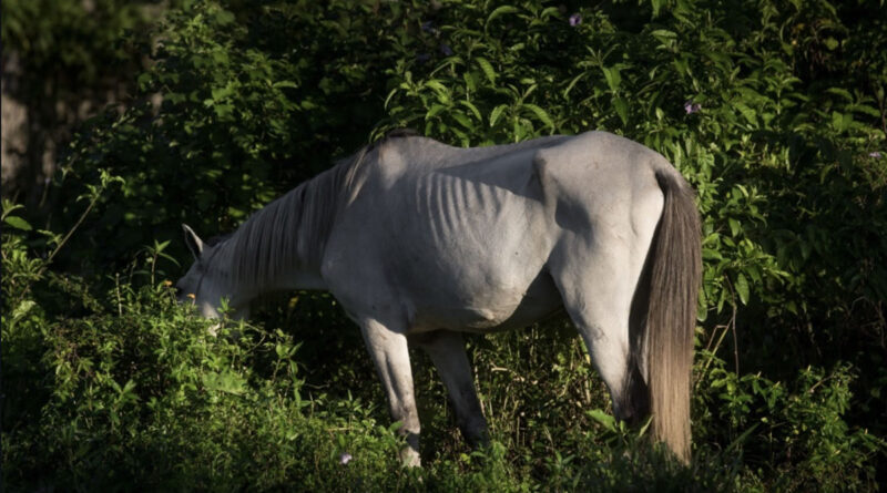Praia Grande (SP) passa a recolher animais de grande porte soltos nas ruas