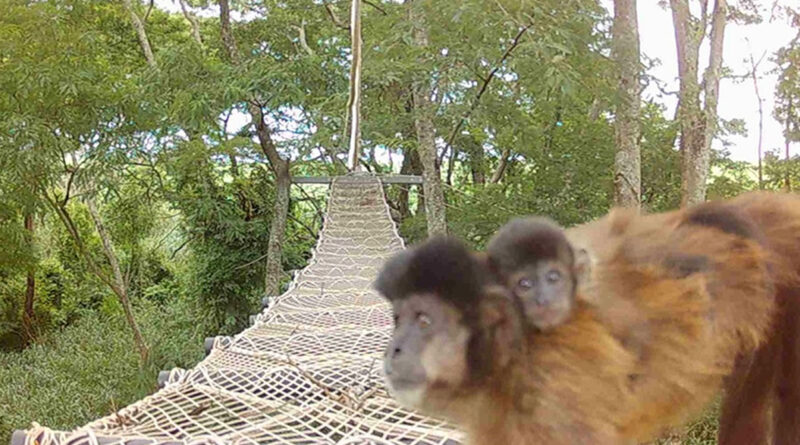 Rumo instala passagens suspensas para a fauna e registra a travessia de macacos-prego e outras espécies