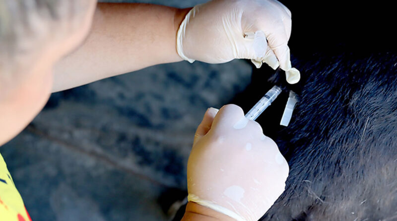 Vacinação antirrábica gratuita para cães e gatos em Itanhaém: saiba como vacinar seu pet