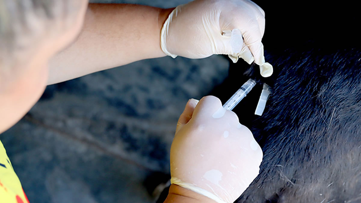 Vacinação antirrábica gratuita para cães e gatos em Itanhaém: saiba como vacinar seu pet