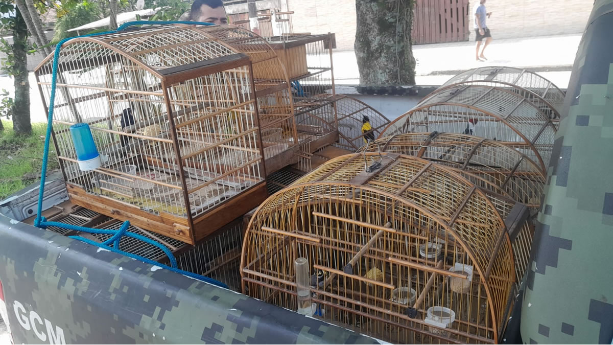 GCM apreende 13 aves mantidas em cativeiro em São Vicente