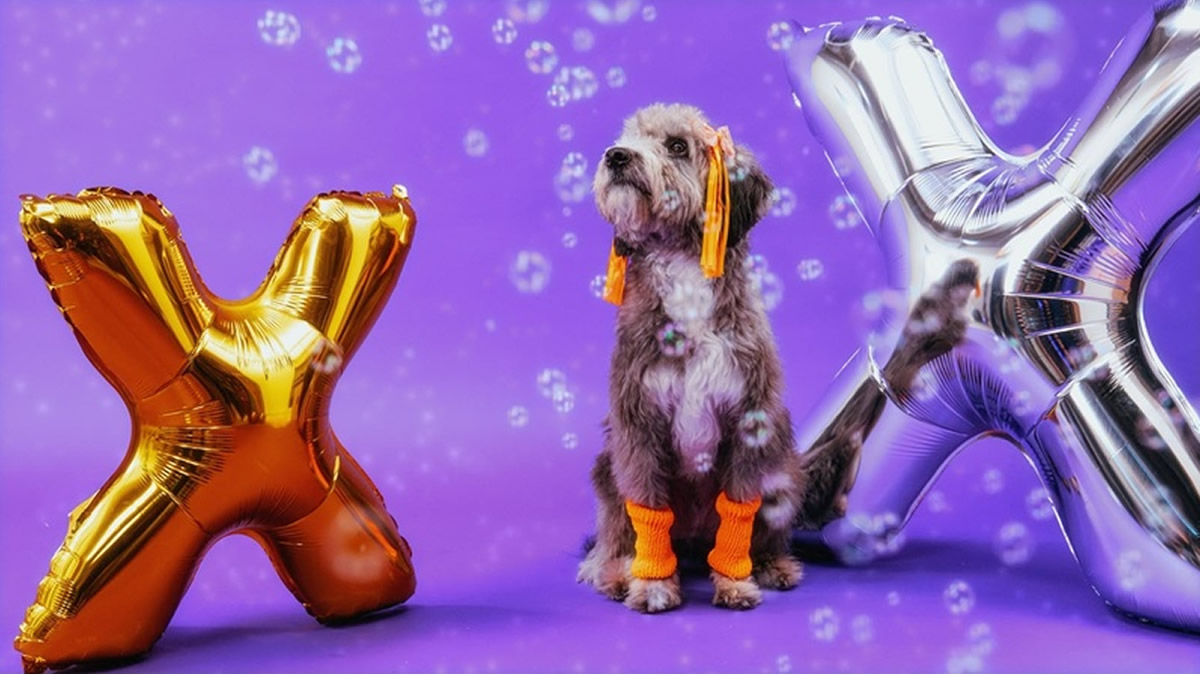 Petlove Santos faz dinâmica temática da Nave da Xuxa para pets