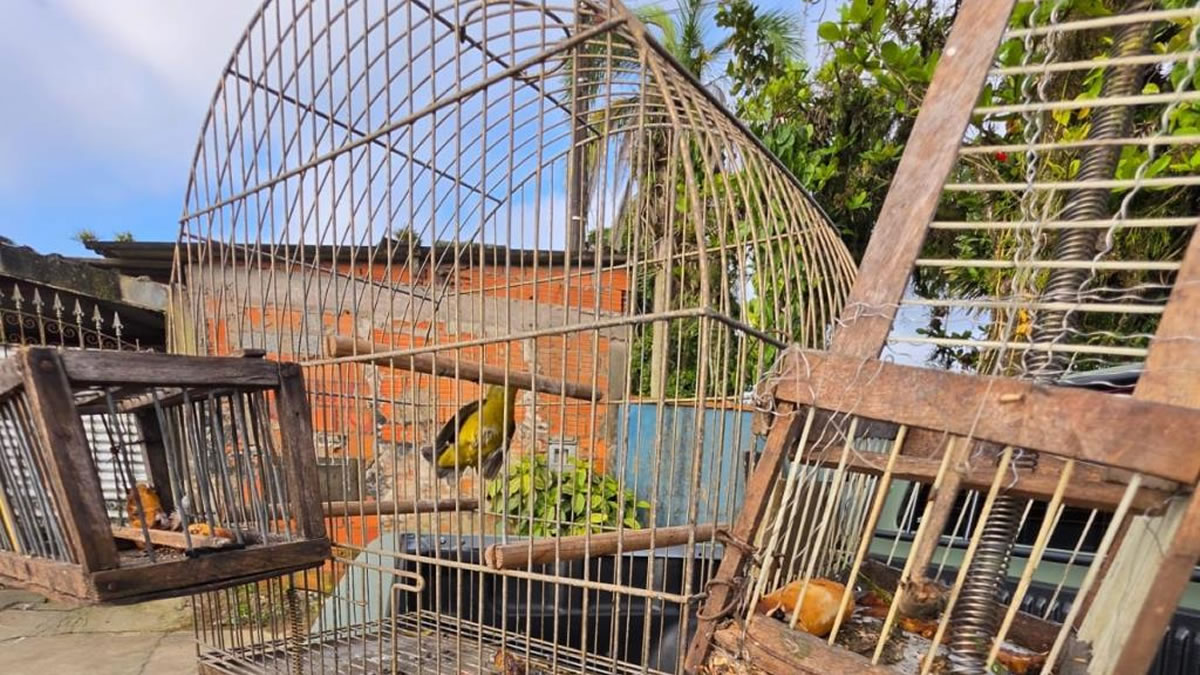 resgate de aves em Mongaguá