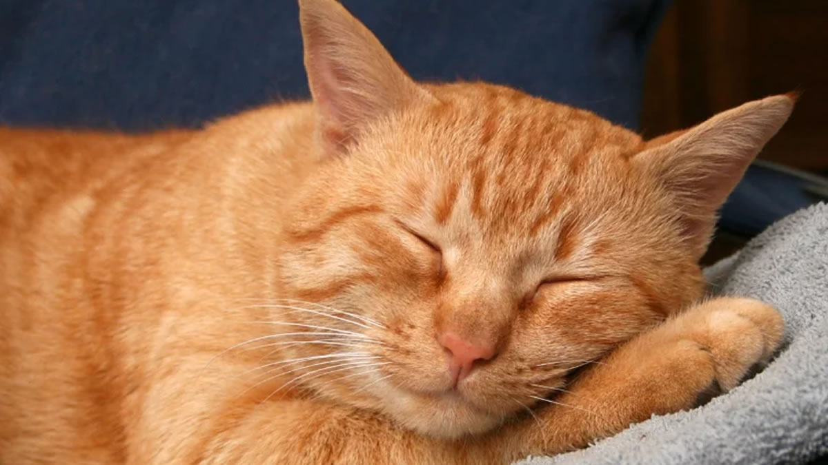 Gatos com problemas gastrointestinais crônicos podem se beneficiar de dieta específica, mostra estudo